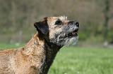 BORDER TERRIER 057